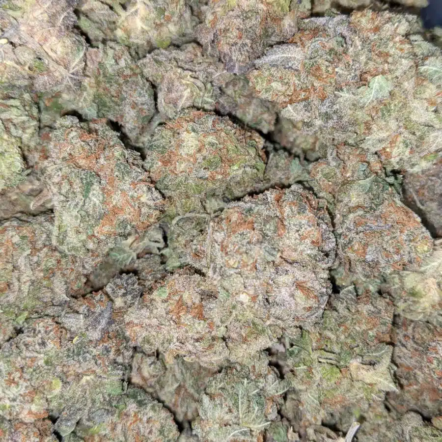 Mango punch dod 4 I Mango Punch - *Deal Of The Day*