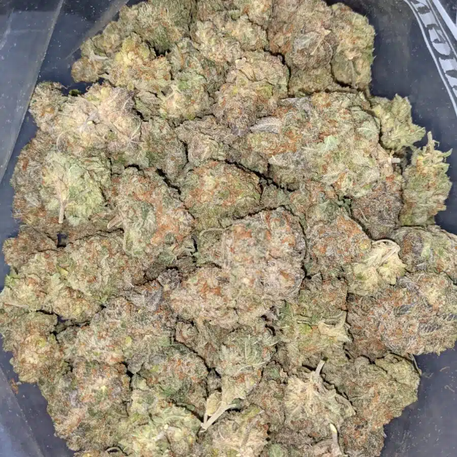 Mango punch dod 5 I Mango Punch - *Deal Of The Day*