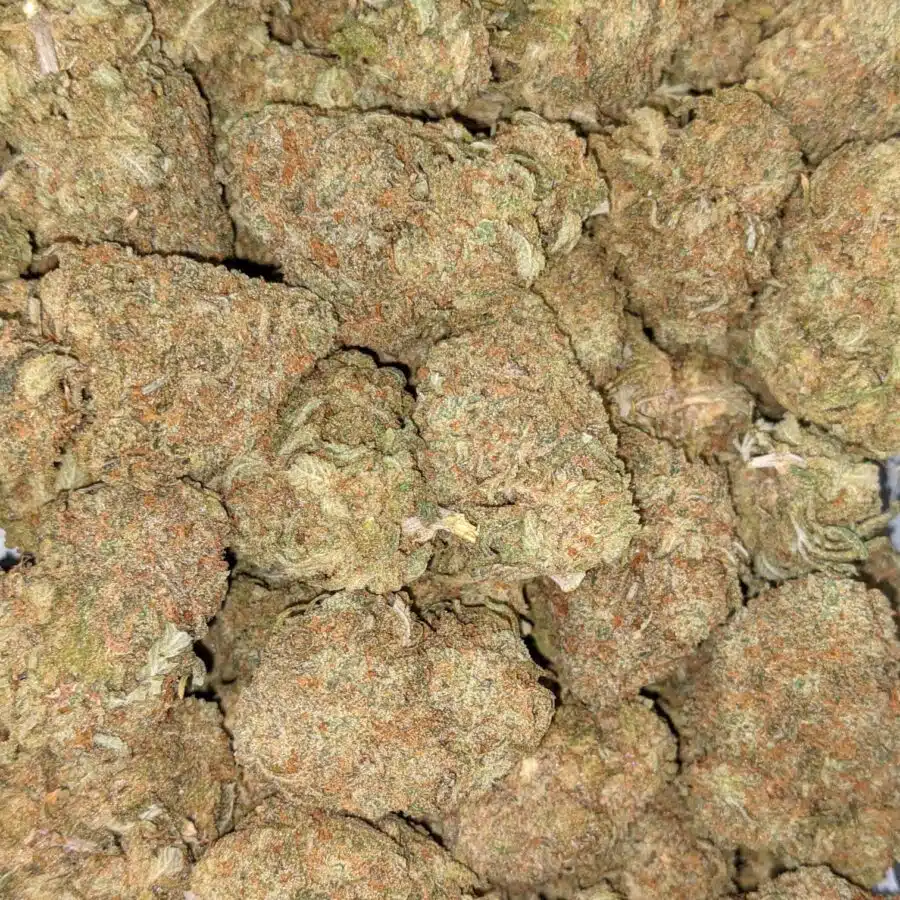 PINEAPPLE NUKEN 2 I Pineapple Nuken Bulk Special