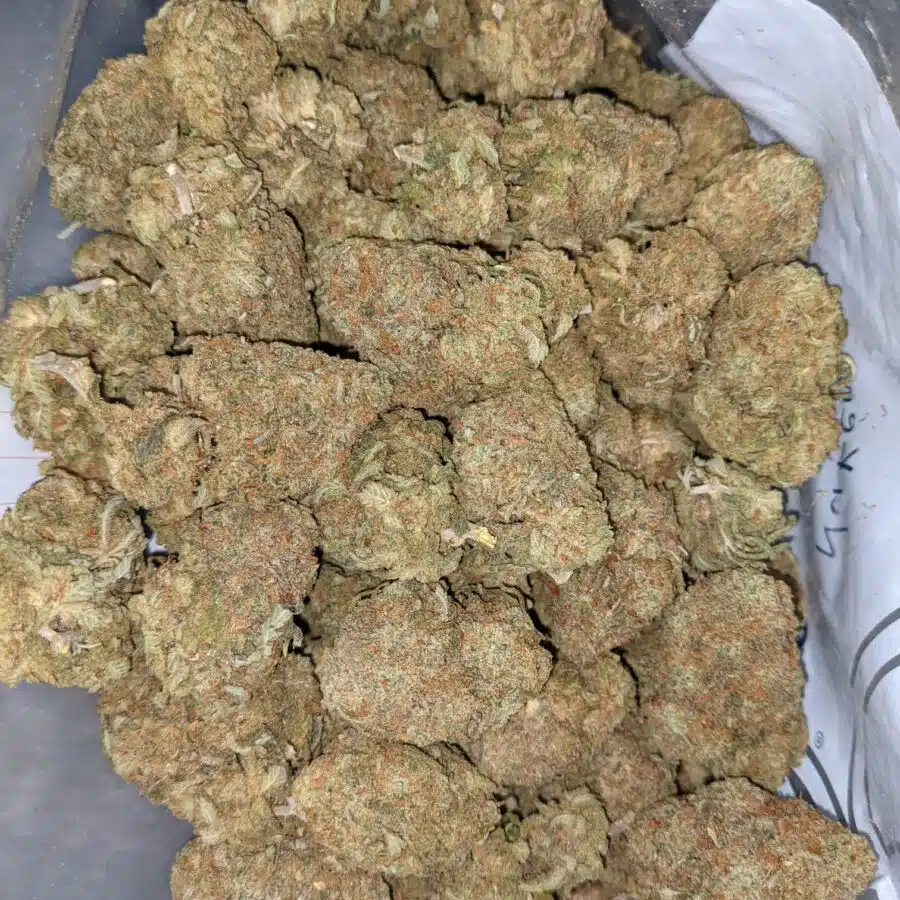 PINEAPPLE NUKEN 5 I Pineapple Nuken Bulk Special