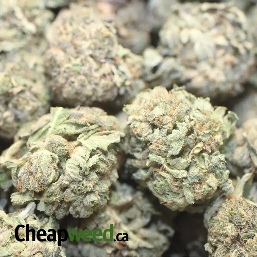 PINK OG AA B SP 1 I Pink OG AA+ Bulk Special