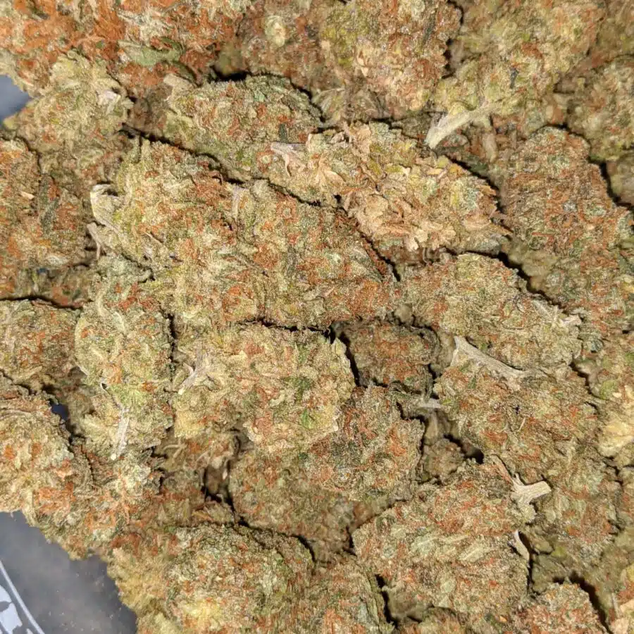 RED CONGO AA 2 I Red Congo AA+ Bulk Special
