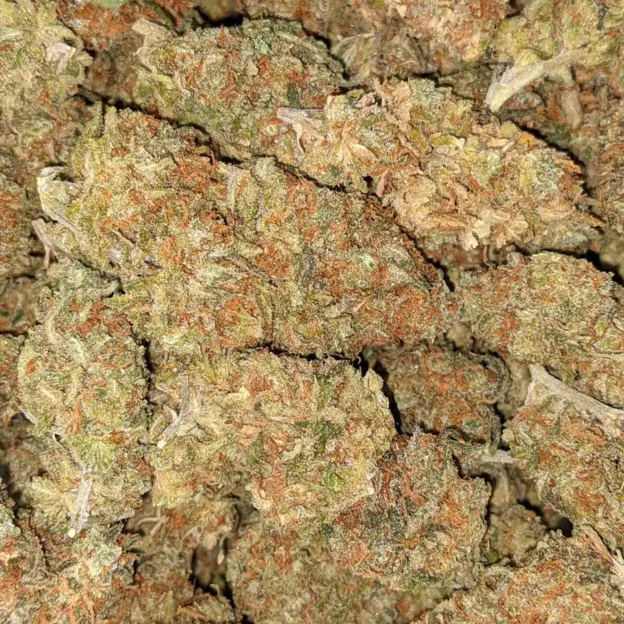 RED CONGO AA 5 I Red Congo AA+ Bulk Special