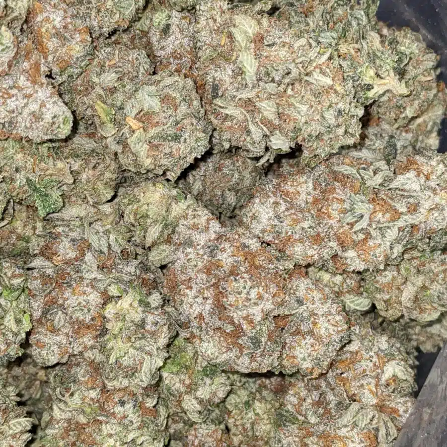 STRIPPER SPLIT 2 I Stripper Split Bulk Special