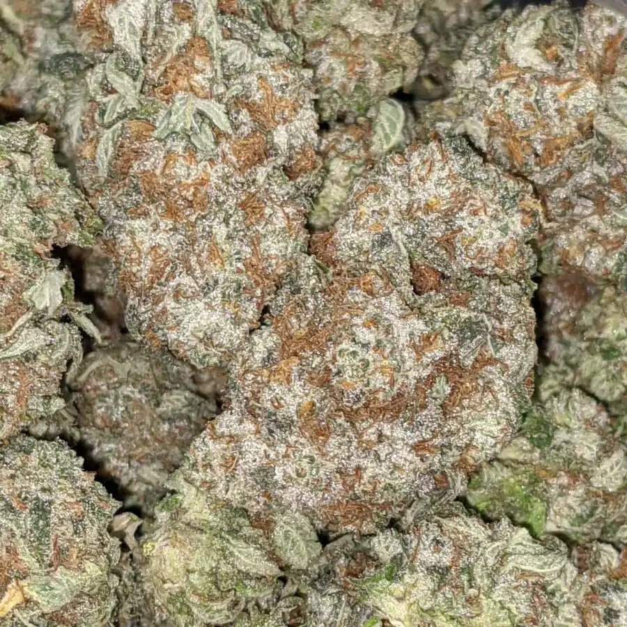 STRIPPER SPLIT 5 I Stripper Split Bulk Special