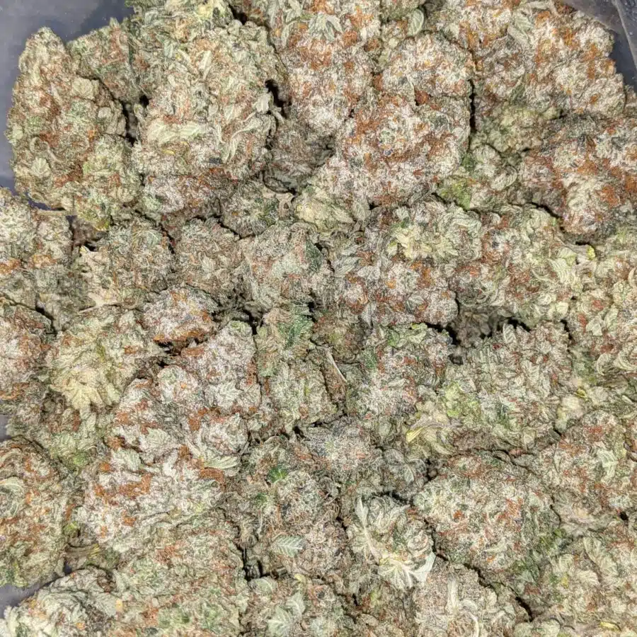 STRIPPER SPLIT 6 I Stripper Split Bulk Special