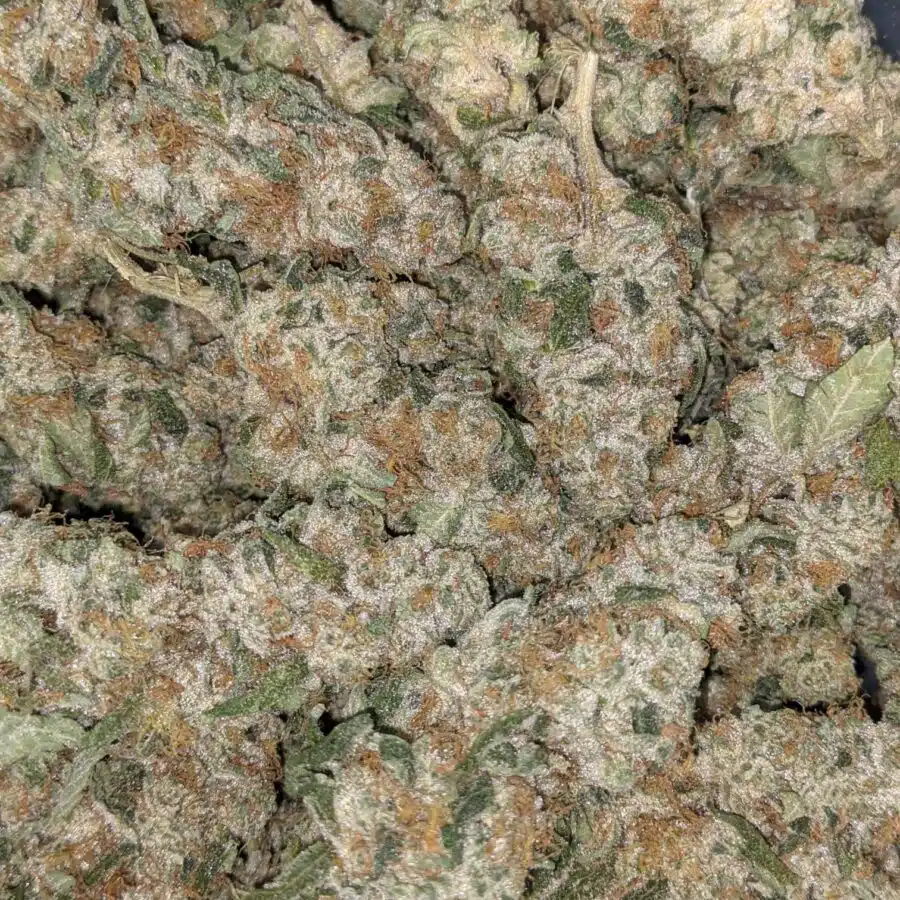 VANILLA COOKIES 1 I Vanilla Cookies 25.55% THC