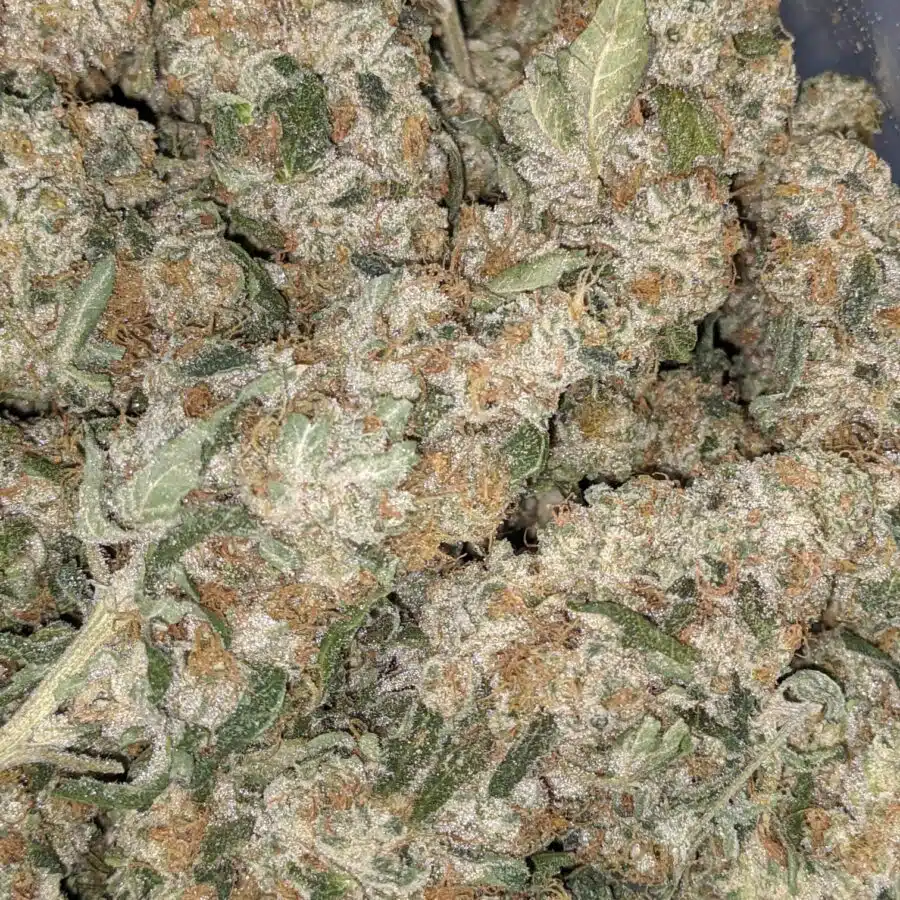 VANILLA COOKIES 2 I Vanilla Cookies 25.55% THC