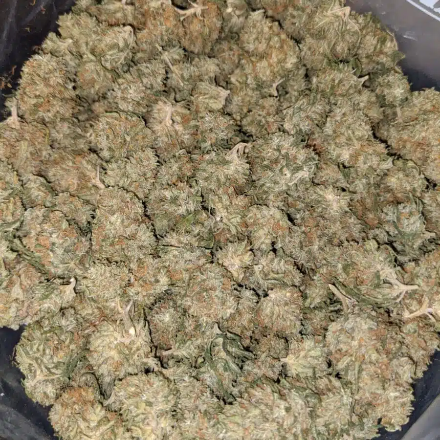 WhatsApp Image 2021 10 17 at 7.19.50 PM I Schwag Berry AA+