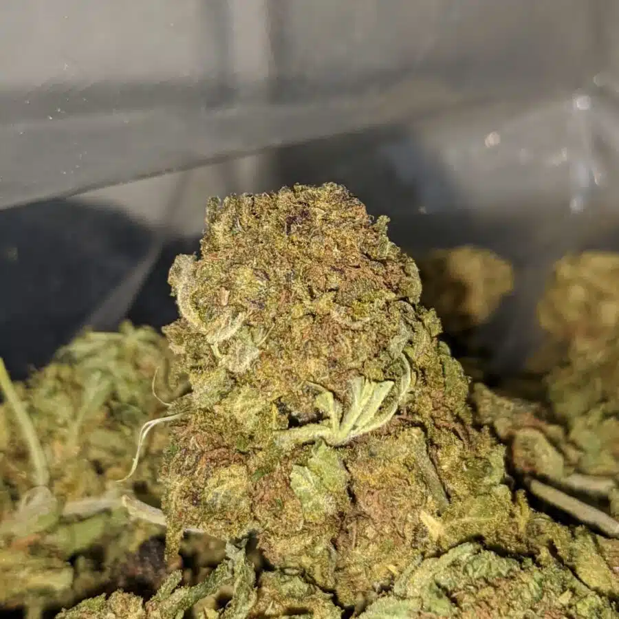 aa bulk weed 1 I AA+ Bulk Weed