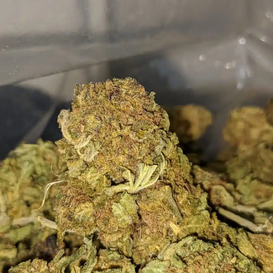 Alternative view of AA+ Bulk Weed
