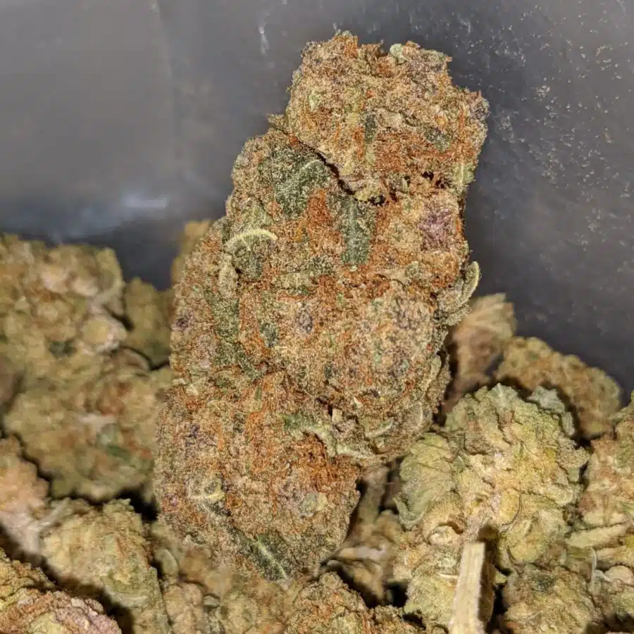 aa widow haze 1 I Widow Haze
