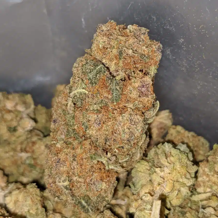 aa widow haze 2 I Widow Haze