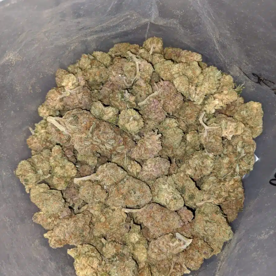 aa widow haze 3 I Widow Haze