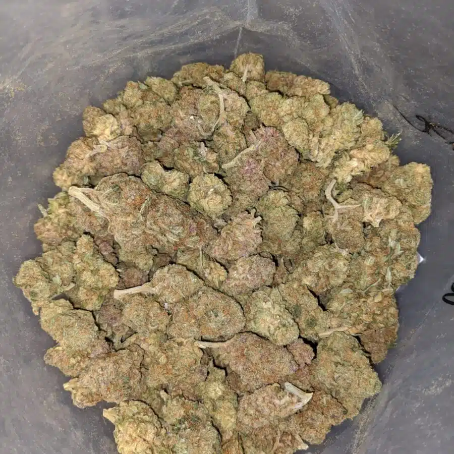 aa widow haze 4 I Widow Haze