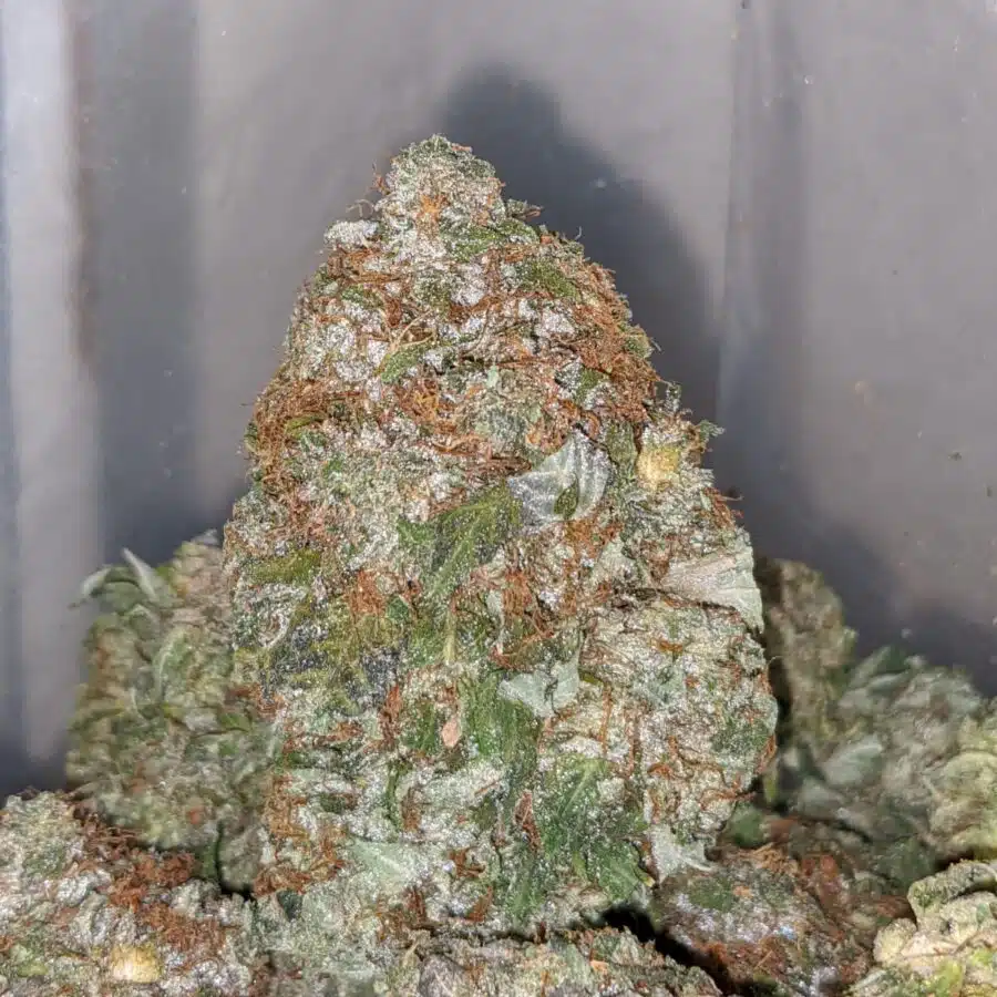 chemo aaa 1 I Chemo AAA