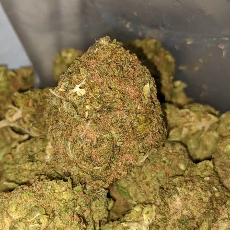 green kush bulk special 1 I Green Kush Bulk Special