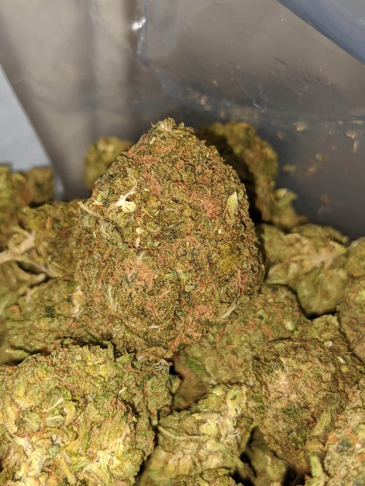 Green Kush Bulk Special - Image 5