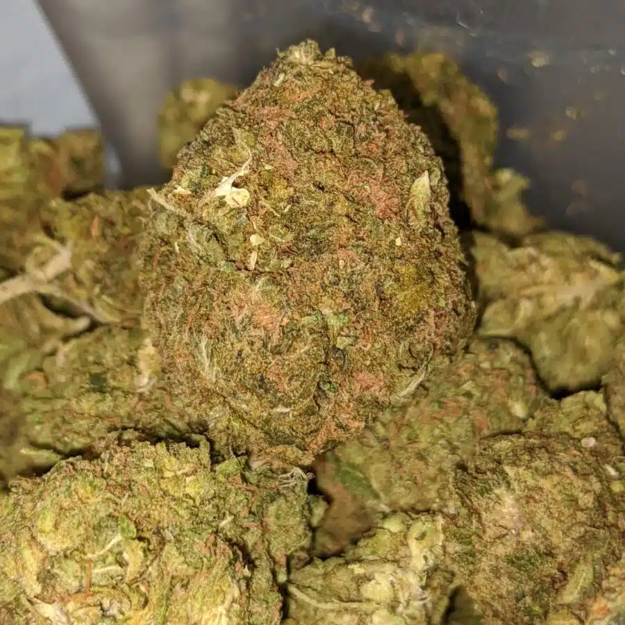 green kush bulk special 2 I Green Kush Bulk Special