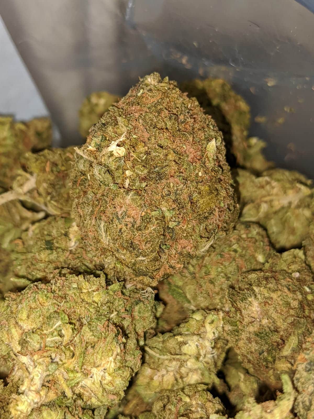 Green Kush Bulk Special - Image 4