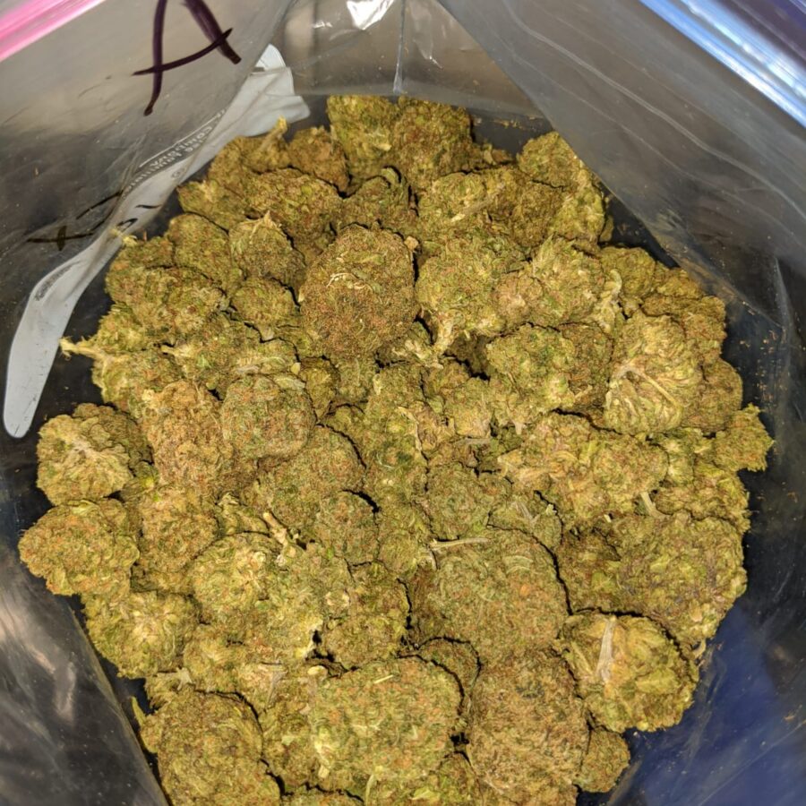 green kush bulk special 3 I Green Kush Bulk Special