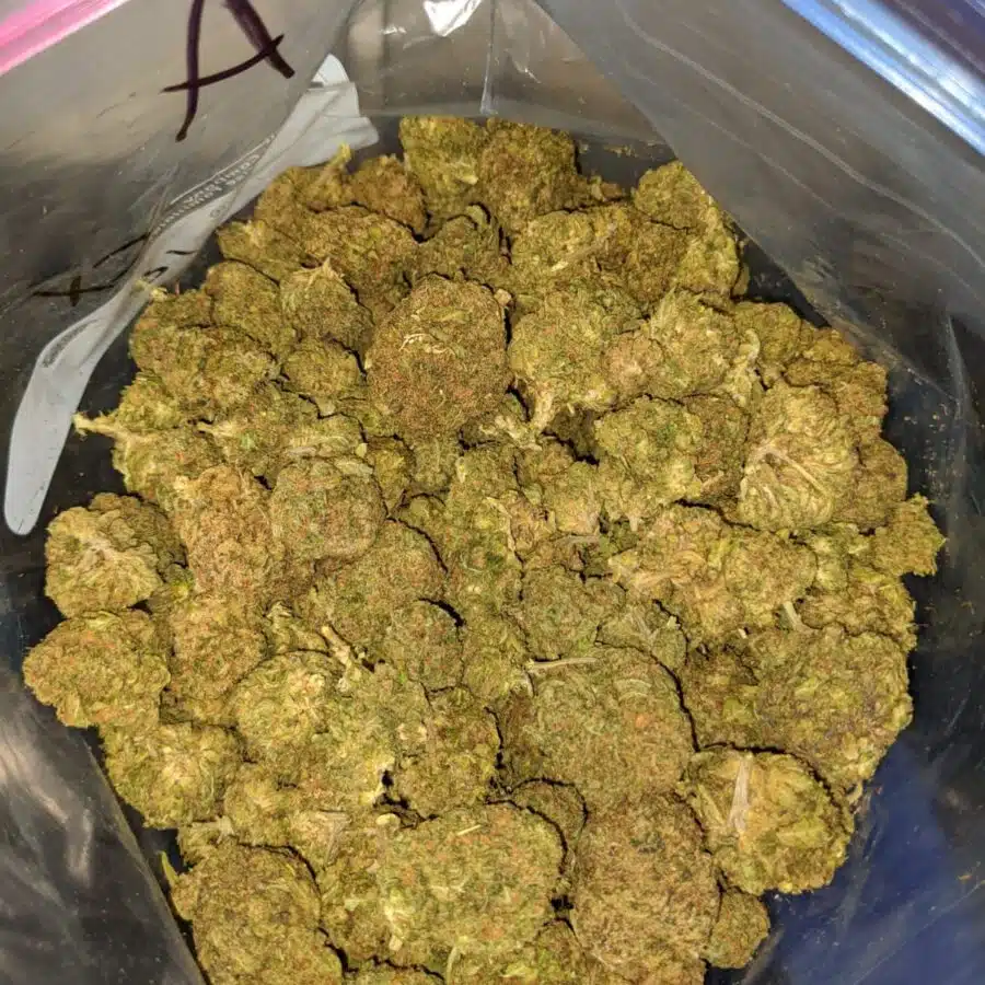 green kush bulk special 3 I Green Kush Bulk Special