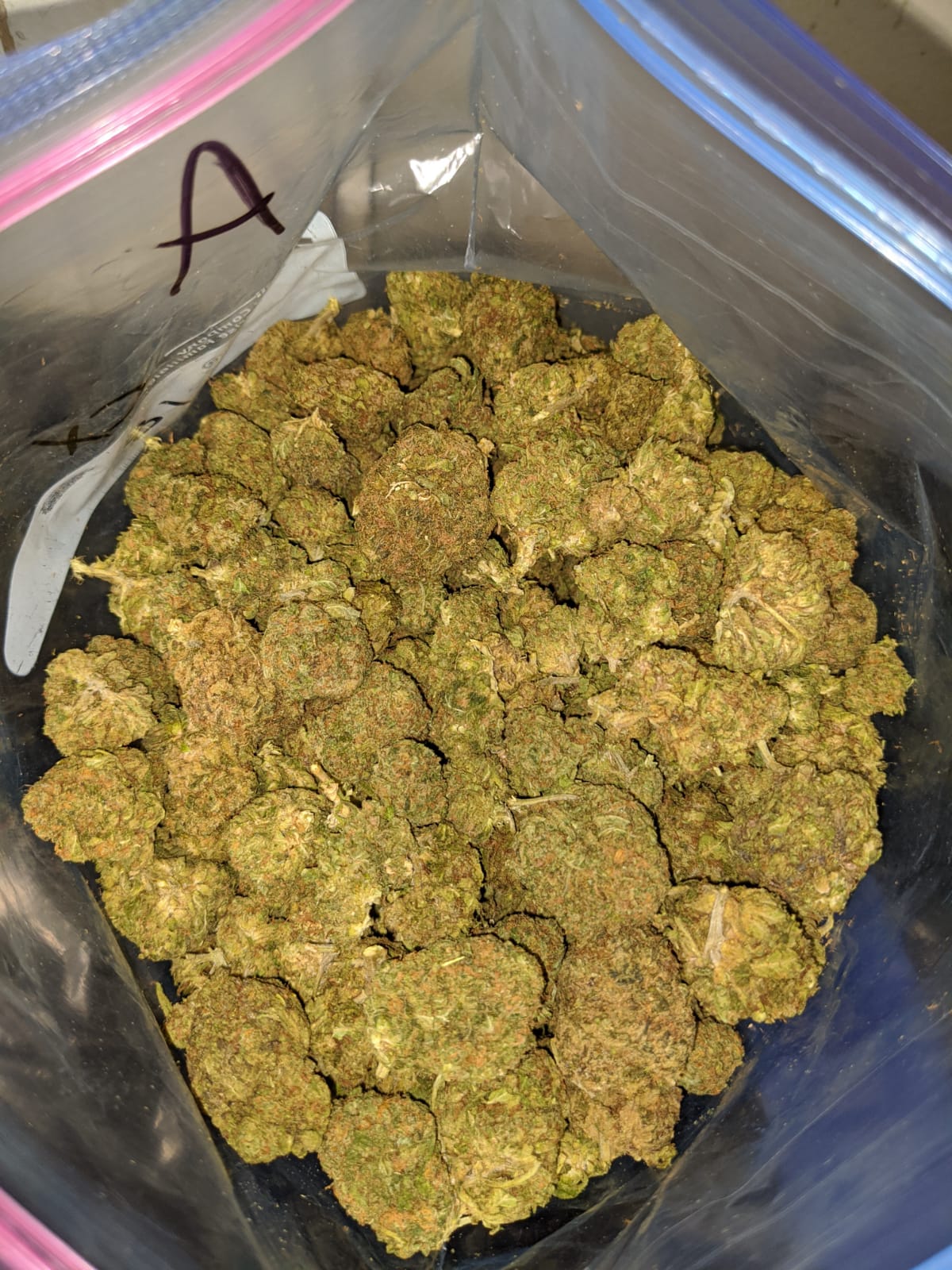 Green Kush Bulk Special - Image 7