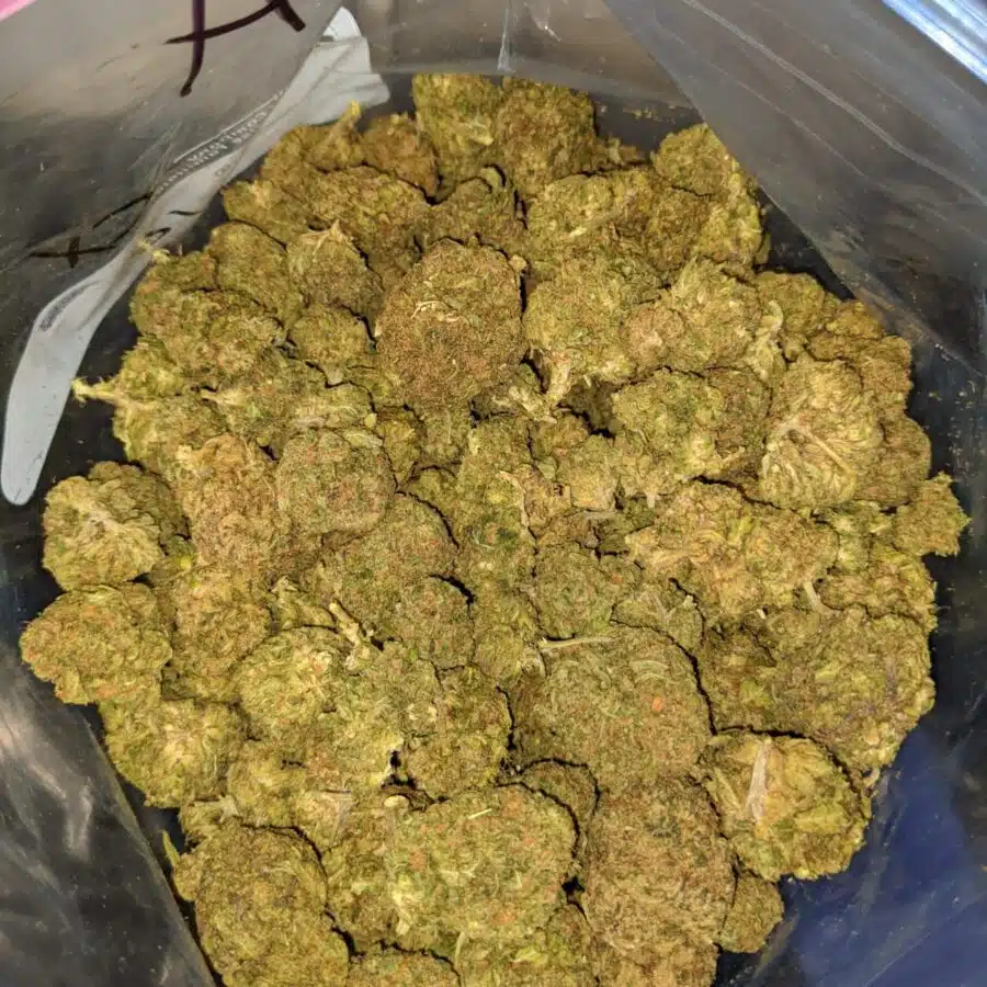 green kush bulk special 4 I Green Kush Bulk Special