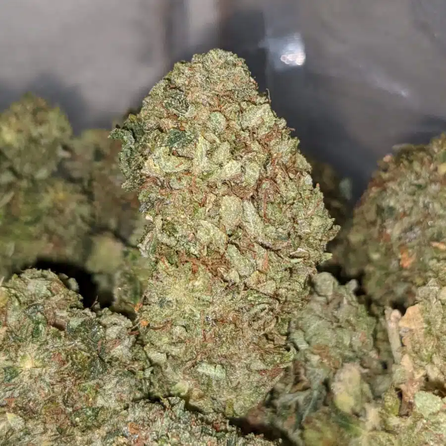 green widow dod 2 I Green Widow - *Deal of the Day*
