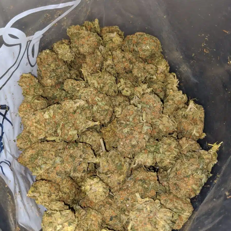 la confidential bulk special 3 I LA Confidential Bulk Special