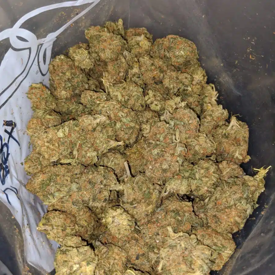la confidential bulk special 4 I LA Confidential Bulk Special