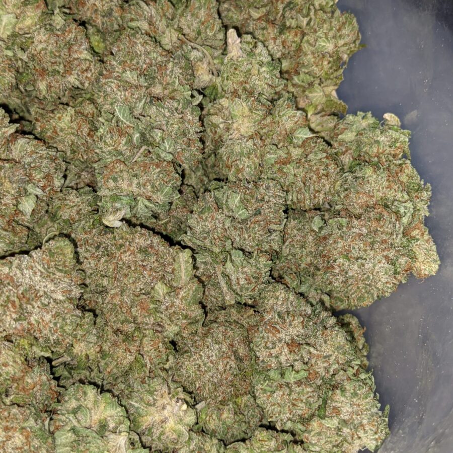 CHEMO KUSH 1 I Chemo Kush - *Deal of the Day*