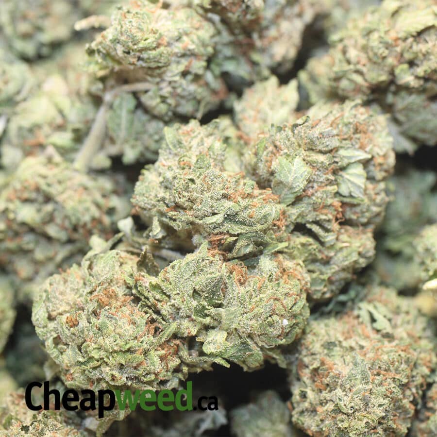 CHEMO KUSH DOD 1 I Chemo Kush - *Deal of the Day*