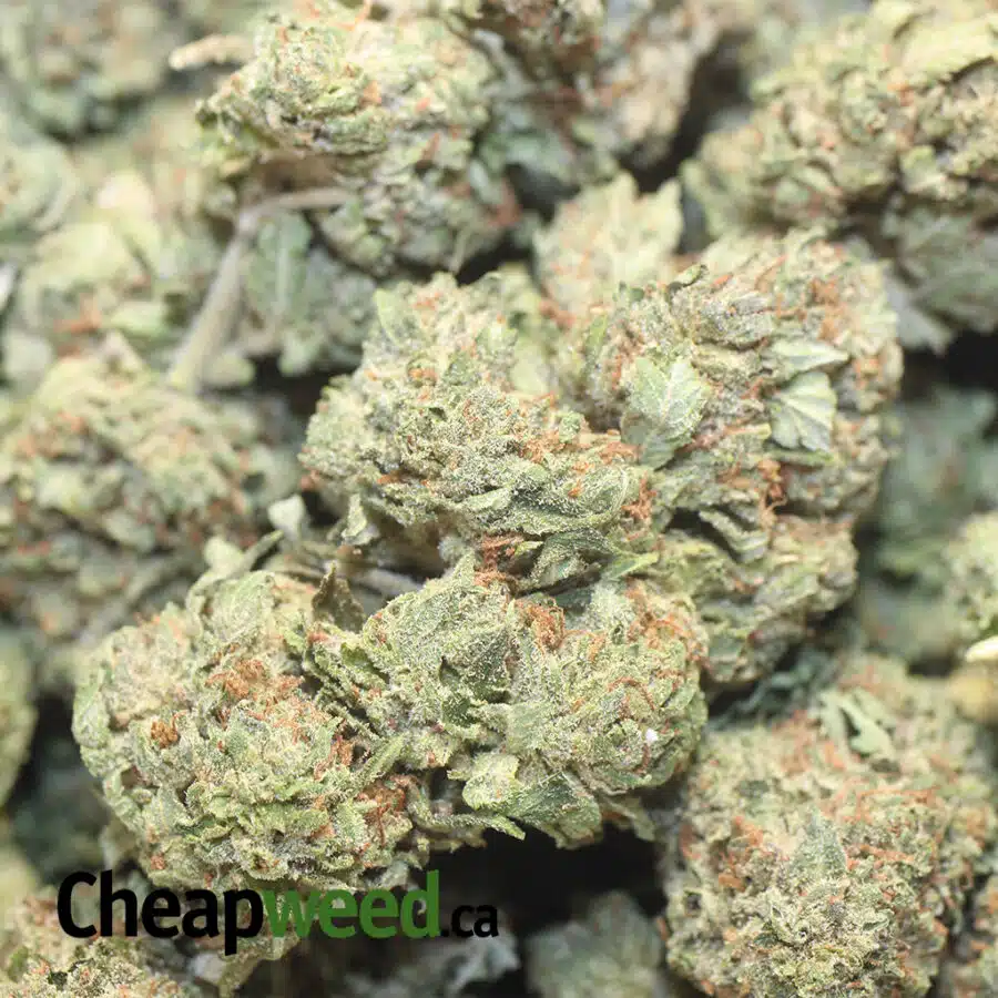 CHEMO KUSH DOD 1 I Chemo Kush - *Deal of the Day*