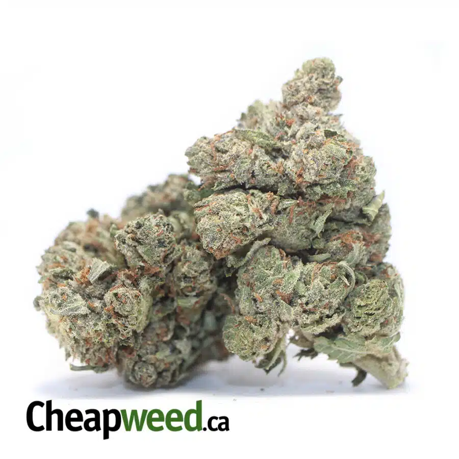 CHEMO KUSH DOD 3 I Chemo Kush - *Deal of the Day*