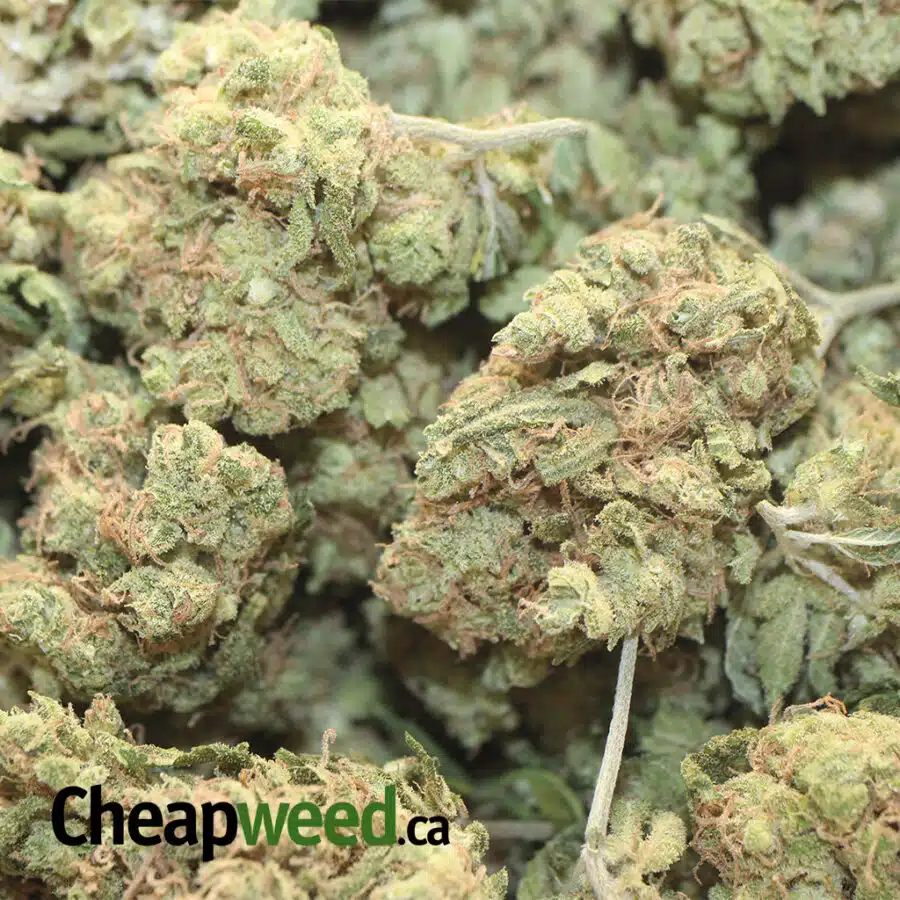 CINMINT BS 1 I Cinnamint Bulk Special