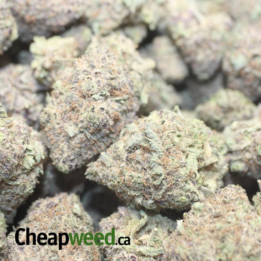 DURBAN POISON DOD 1 I Durban Poison - *Deal of the Day*