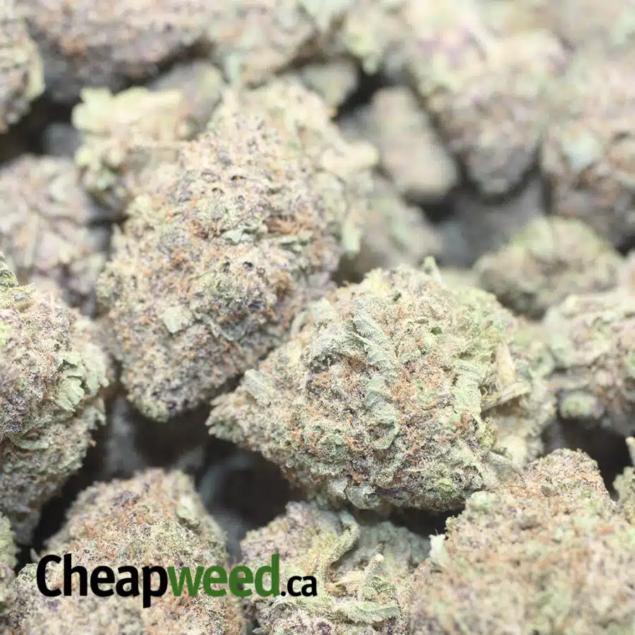 DURBAN POISON DOD 1 I Durban Poison - *Deal of the Day*
