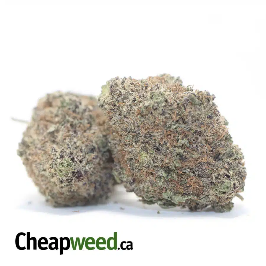 DURBAN POISON DOD 3 I Durban Poison - *Deal of the Day*