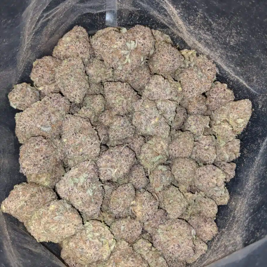 Durban Poison DOD1 I Durban Poison - *Deal of the Day*