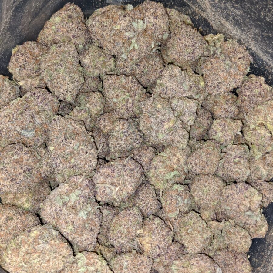 Durban Poison DOD2 I Durban Poison - *Deal of the Day*