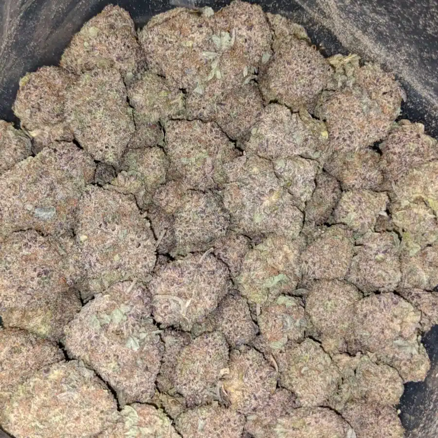 Durban Poison DOD2 I Durban Poison - *Deal of the Day*