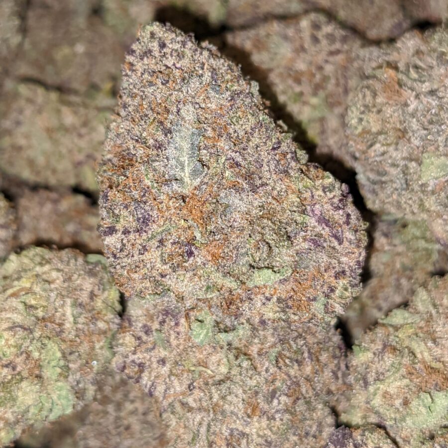 Durban Poison DOD3 I Durban Poison - *Deal of the Day*