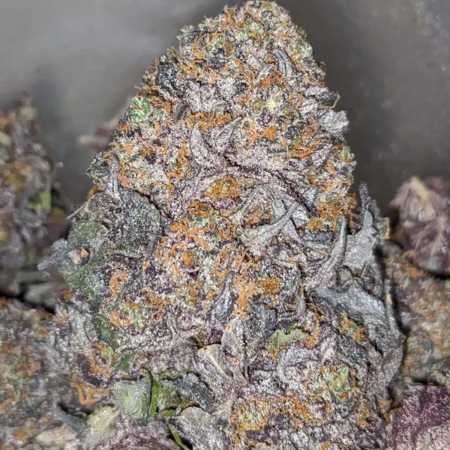 GOD GIFT 1 2 I $79 Oz - God's Gift