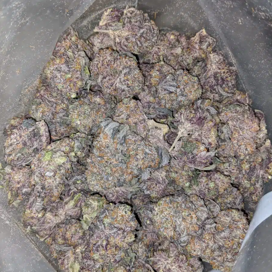 $79 Oz - God's Gift
