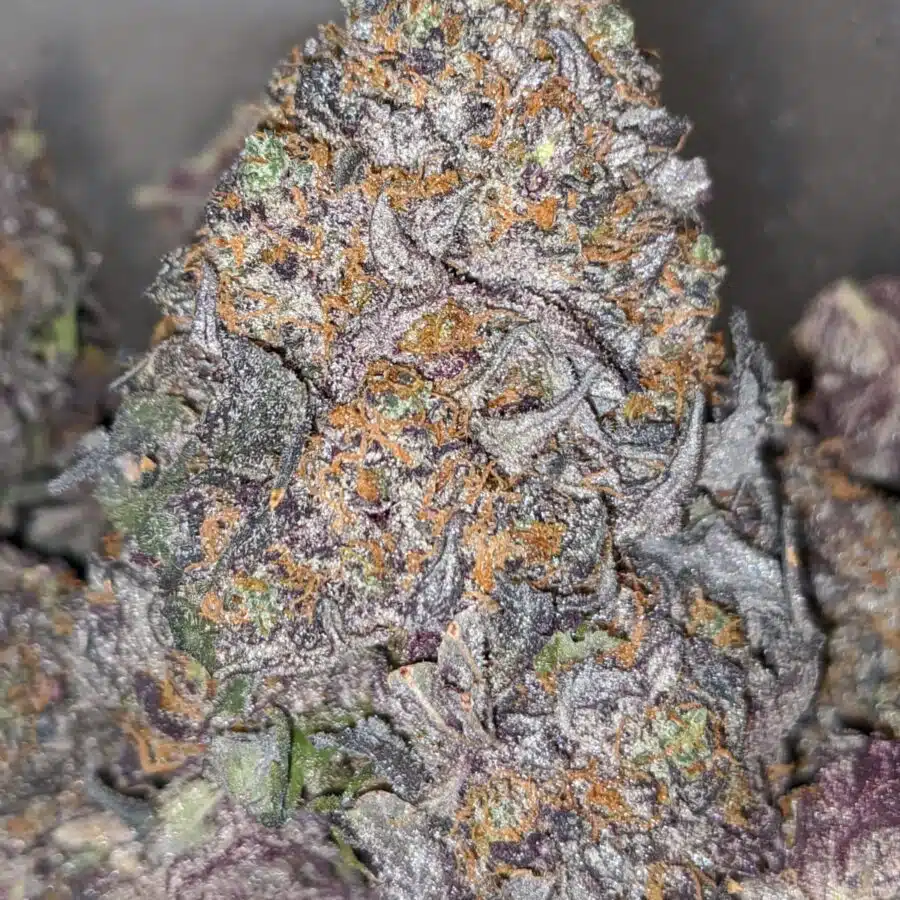 Alternative view of $79 Oz - God's Gift
