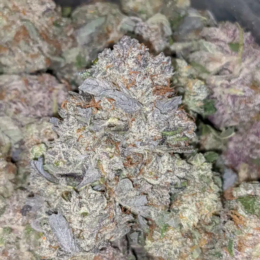 Alternative view of $119 Oz - Grand Daddy Purple