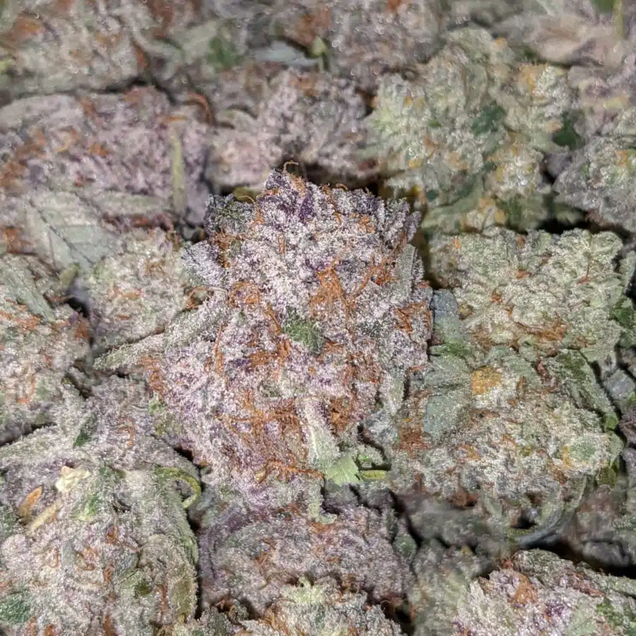GRAND DADDY PURPLE 9 I $119 Oz - Grand Daddy Purple