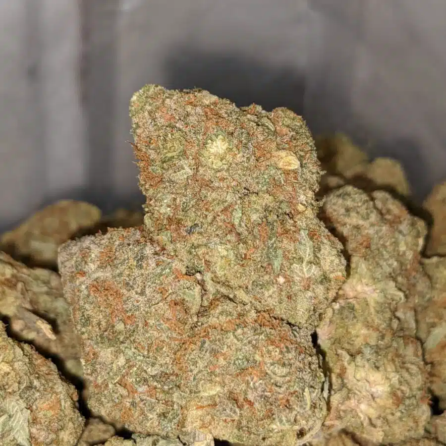 HAWAIIAN HAZE BS 2 I Hawaiian Haze Bulk Special