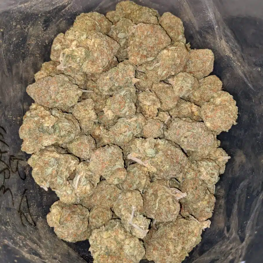 Hawaiian Haze Bulk Special
